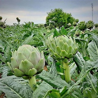 Cây giống atiso xanh, chỉ giao từ HN trở vào nam
