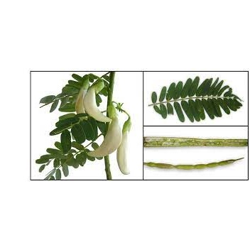 2Gr Hạt Giống Cây Bông So Đũa