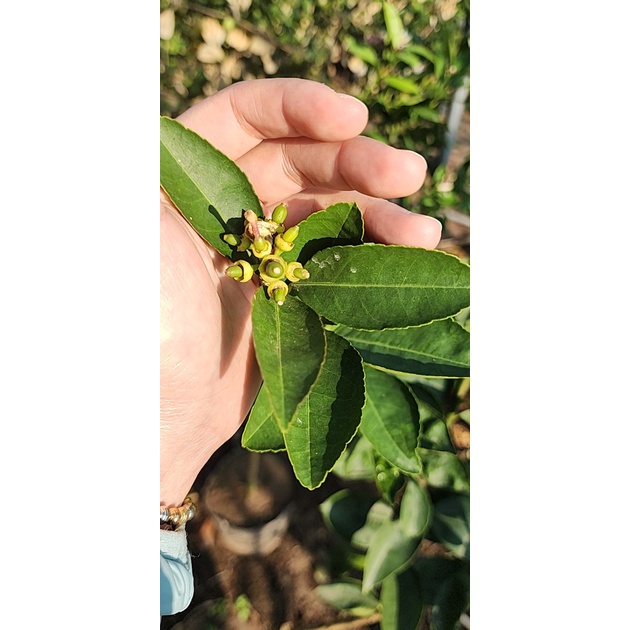 Chanh Vàng Mỹ Choai cao trên 1M, cây cho trái rất sai,vỏ chanh dày, nhiều tinh dầu thơm nhưng không đắng