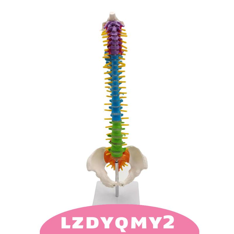Giá Đỡ Mô Hình Xương Cột Sống Linh Hoạt Có Chân Đứng Pelvis