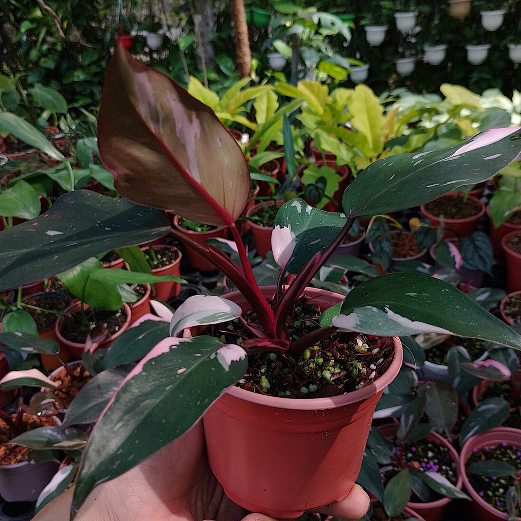 Chậu cây Philodendron Pink Princess