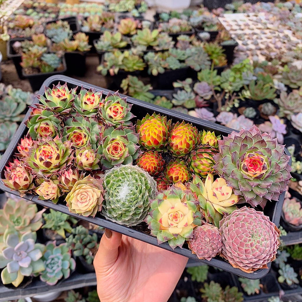 Sen Đá Phật Bà Các Loại Size 4-6cm Nhập Khẩu Trung Quốc, Phật Bà Nhện, Phật Bà Viền Đỏ, Phật Bà Viền Tía