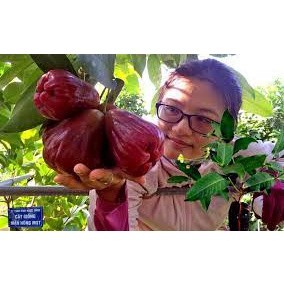 Cây giống mân MST (siêu sớm 5 tháng cho trái có bảo hành) ( cây siêu sớm có bảo hành)