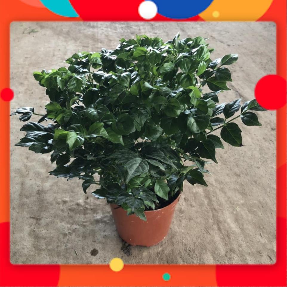ĐẠI HẠ GIÁ Cây hạnh phúc mini để bàn, chiều cao 15cm lá sum suê sức sống khỏe dễ dàng chăm sóc