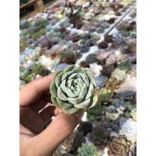 1 cây sen vỉ loại 1