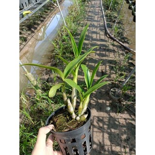 Phong lan denro chớp sổ (tỉ lệ chớp 5%)