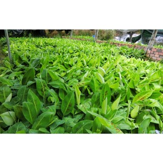 CÂY CHUỐI SÁP NGHỆ CẤY MÔ SIÊU SỚM (ĐƯỢC KIỂM HÀNG)