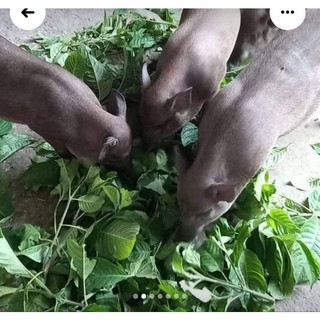 Chè khổng lồ nuôi bò dê heo