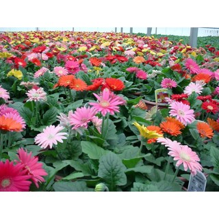 100h hạt giống hoa đồng tiền mix