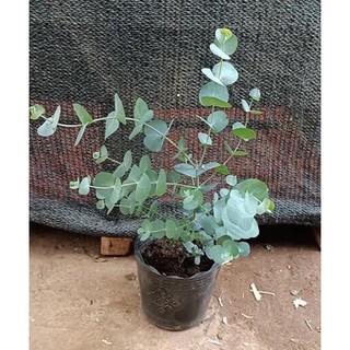 5h hạt giống cây lá bạc silver dollar baby blue