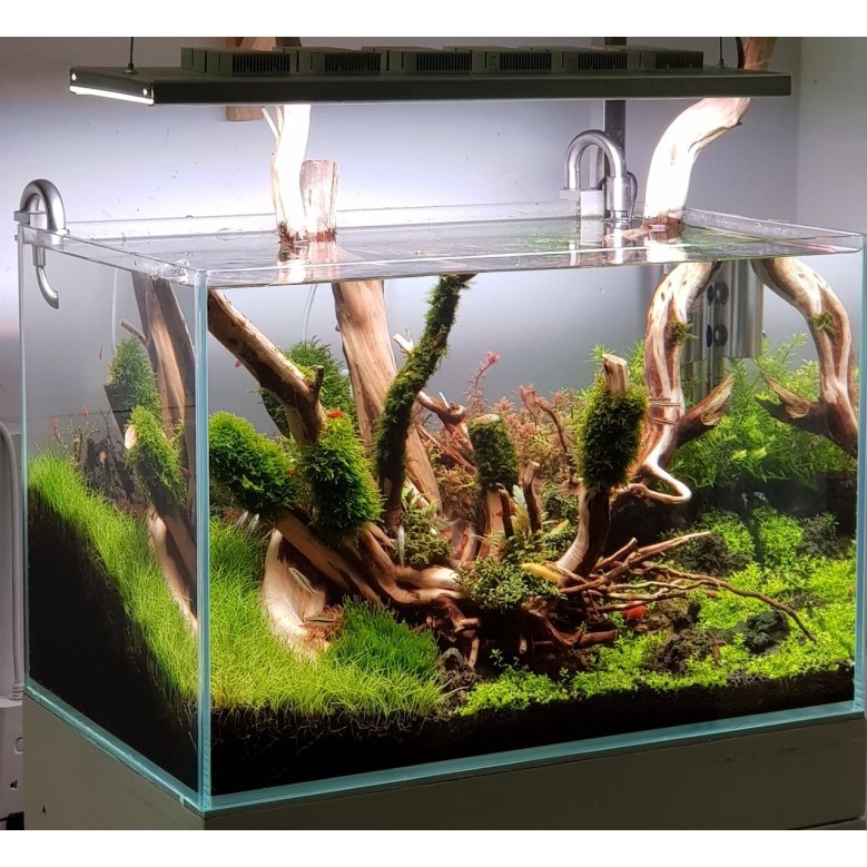 Lũa hải sơn quỳ 0.5-1kg