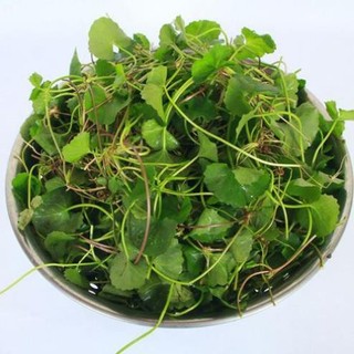 100H -Hạt_Giống_Rau_Má (tặng kèm kích mầm và phân bón)