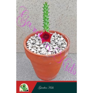 Xương rồng sao biển (Huernia Schneideriana)
