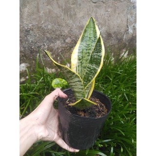 Cây giống lưỡi hổ thái lùn/thái mini