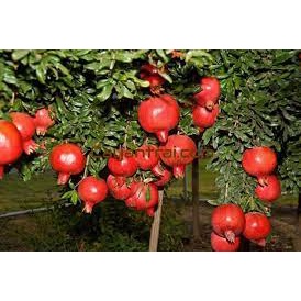 Cây Lựu Đỏ Ấn Độ( siêu sớm có bảo hành)