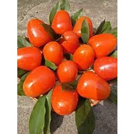 Cây Giống Hồng trứng đà Lạt ( Cây giống ghép trái sớm) (sản phẩm có bảo hành)