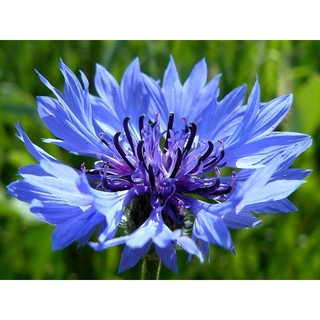 50h hạt giống hoa trúc mai xanh blue 70cm