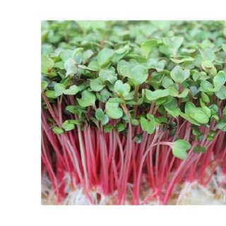 10gr hạt giống rau mầm củ cải đỏ