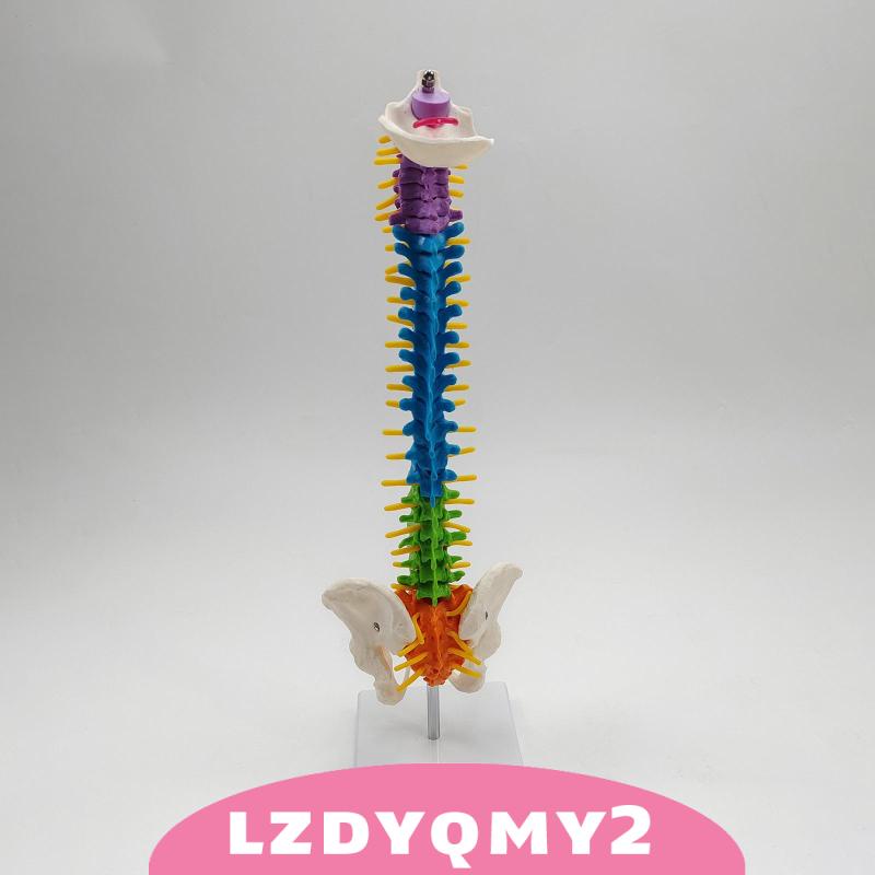 Giá Đỡ Mô Hình Xương Cột Sống Linh Hoạt Có Chân Đứng Pelvis