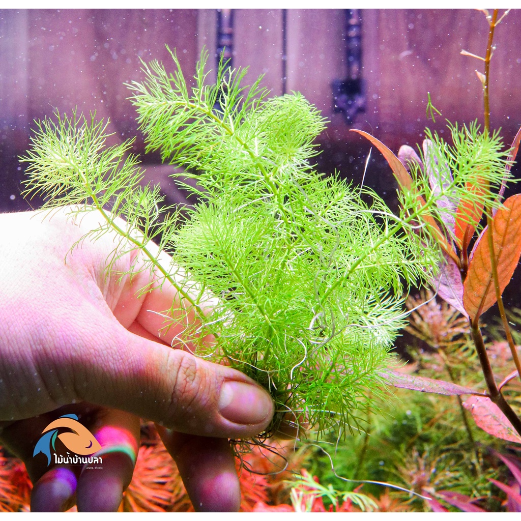 Thực vật thủy sinh Lông lùn Nhật Bản Myriophyllum guyana