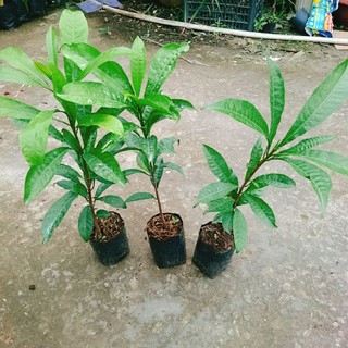 Cây Ô Mai (Trứng Gà)