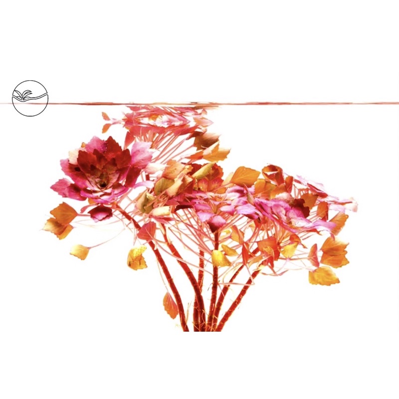 Trapa bicornis L– Hydrocaryaceae - Cây Ấu Thái - Cây Thủy Sinh