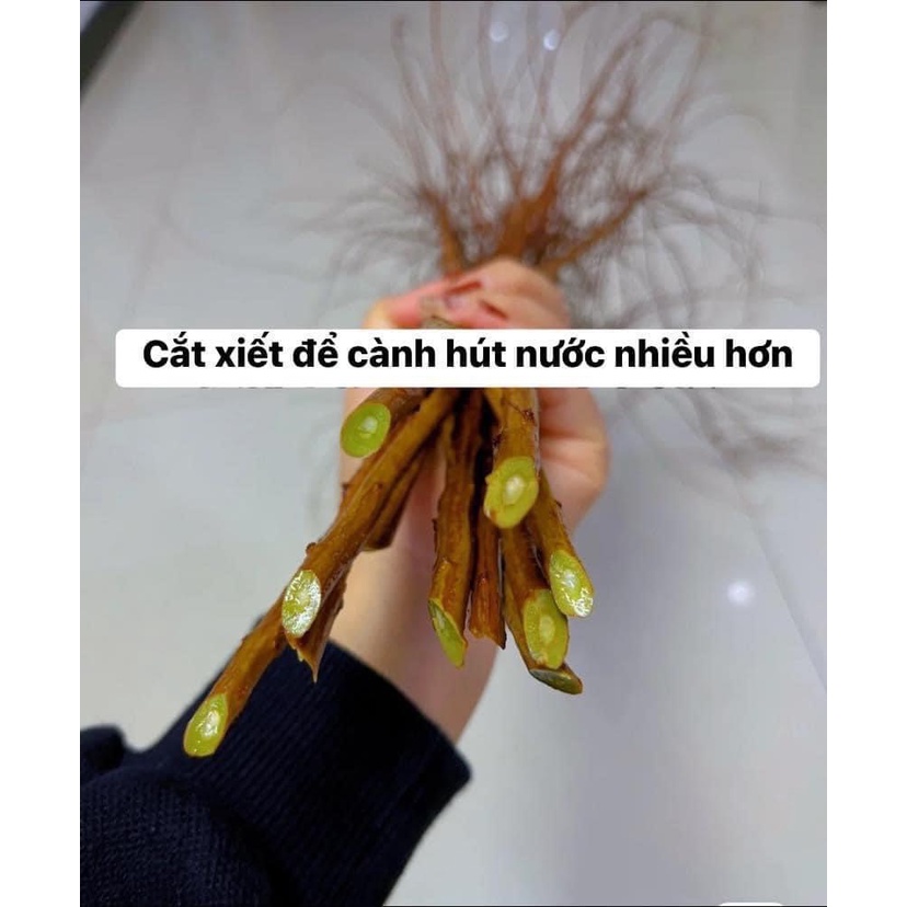 HOA TUYẾT MAI RỪNG NGỦ ĐÔNG CÀNH NGẮN - NGÂM NƯỚC 4-5 NGÀY LÀ NỞ - hoa Mã Thiên Hương - Bạch Câu