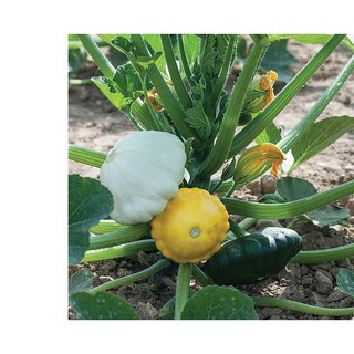 9h hạt giống bí dĩa bay mix màu