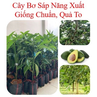 Cây giống bơ sáp, bơ 034, cây bơ F1 - caygiong-f1