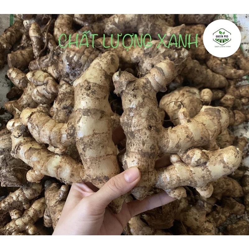 1KG NGHỆ TRẮNG RỪNG