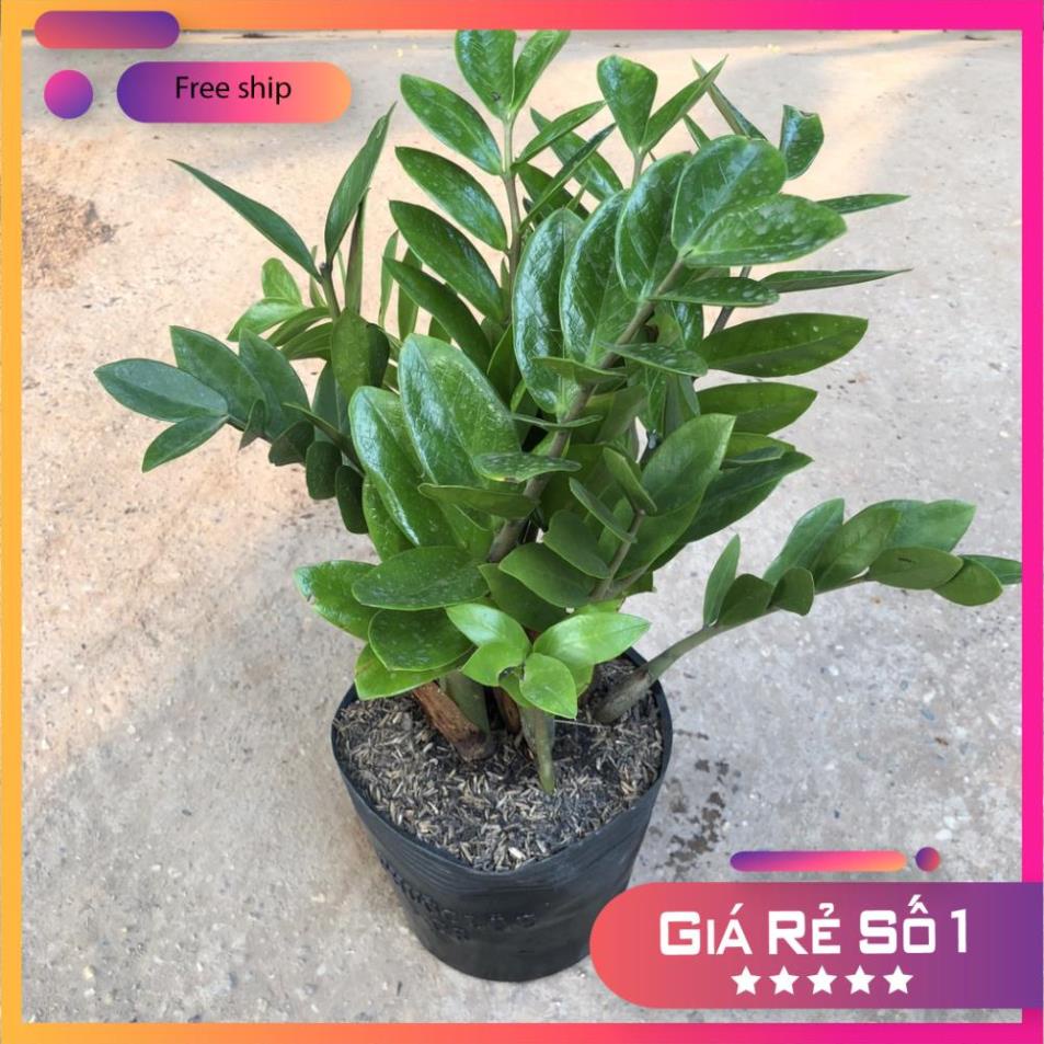 Cây kim tiền tài lộc cỡ vừa, chiều cao 35-40cm lá dày đẹp bụi to thân chắc khỏe (Hàng Chuẩn)