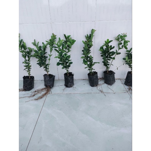 Combo 5 cây siro giá 75k. Hàng đẹp,khoẻ,mau cho trái, dễ chăm