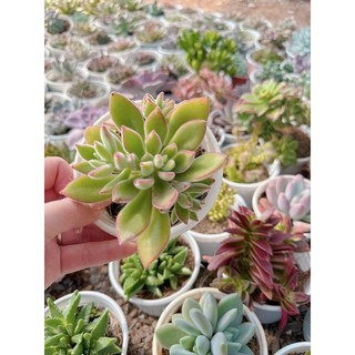 Sen đá nhung đỏ size Trung  5-7 cm