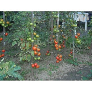 0.2gr hạt giống cà chua crazy mix