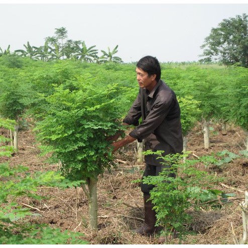 2Gr Hạt Giống Cây Chùm Ngây