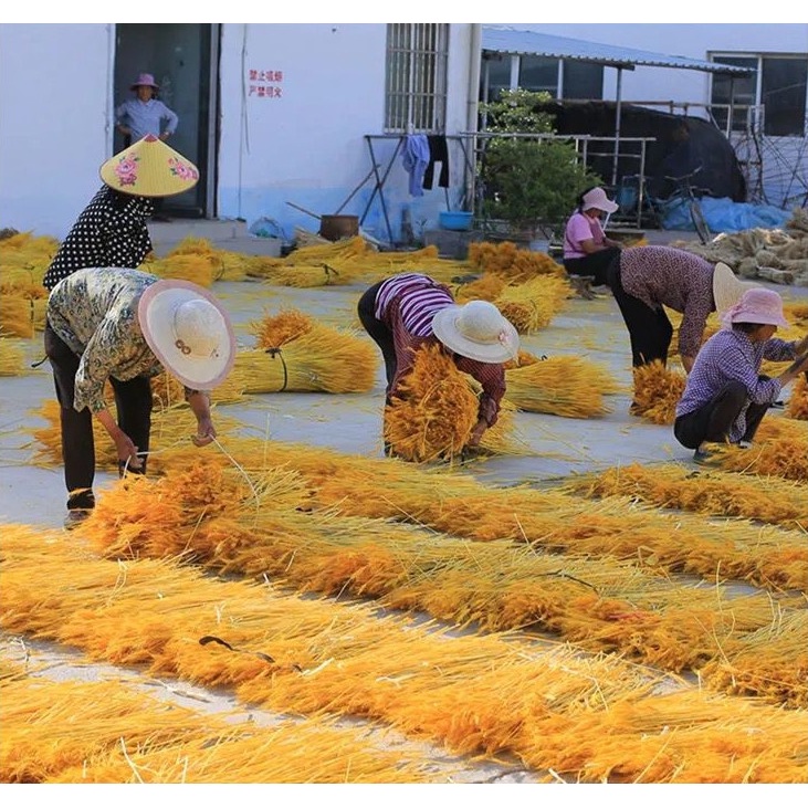 Bó 100 bông lúa mạch vàng trưng Tết màu vàng tươi rực rỡ trang trí nhà cửa phòng khách