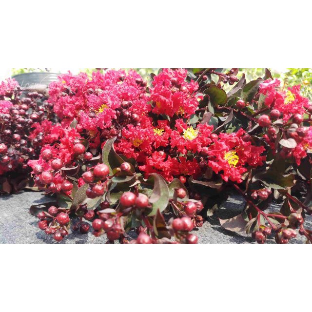 ( Khuyến mãi tết ) cây Tường Vi Huyết Long ( hoa đỏ thậm, lá đỏ) bầu lớn, hoa đẹp hiếm Giá cực rẻ siêu khuyến mãi