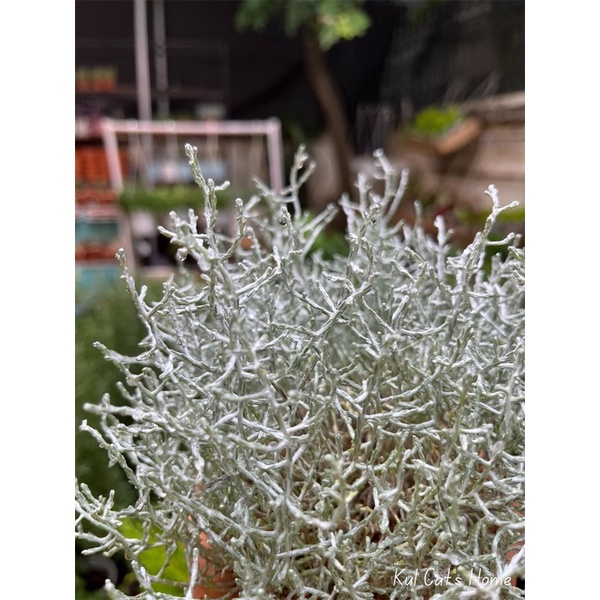 Cây silver bush gạc nai bạc