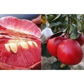 Giống cây bưởi tiến vua
