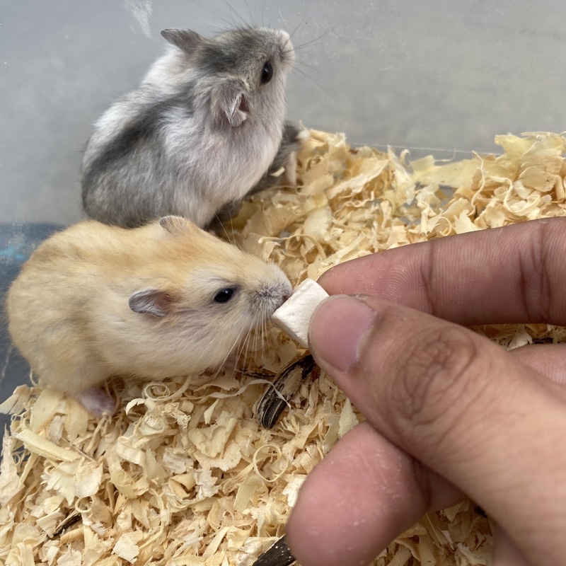 Viên Gà Sấy Khô thức ăn dặm Hamster