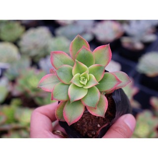 Sen đá ba màu size bầu 5cm hư 1 đổi 1