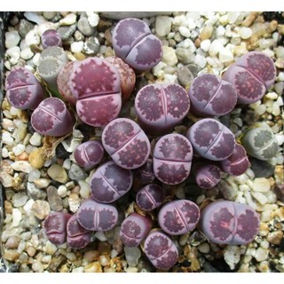 New sale - SEN MÔNG TÍM ( Mua 10 tặng 1).