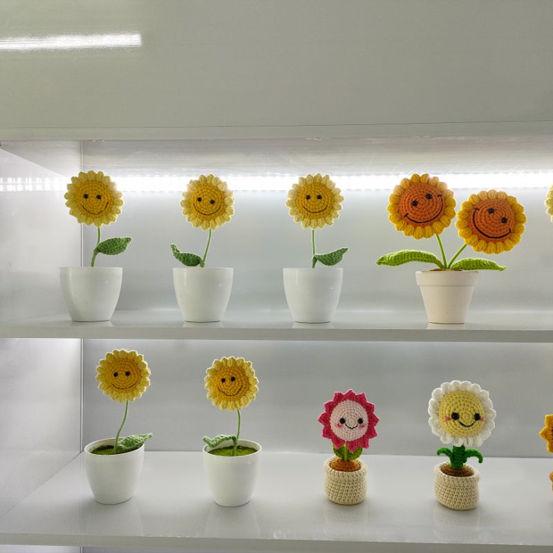 chậu hoa hướng dương đơn