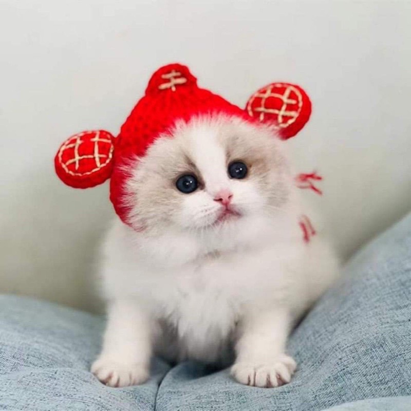 Mũ nón len handmade thần tài tết cho chó mèo thú cưng