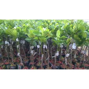 Cây mít không hạt không sơ siêu sớm