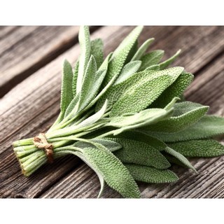 20h hạt giống xô thơm sage