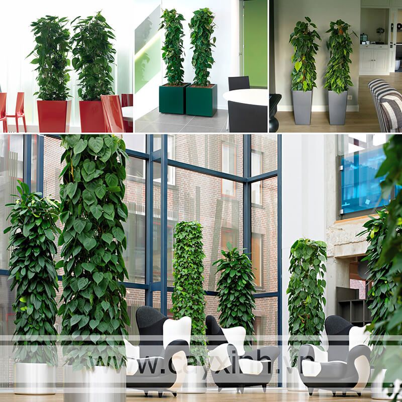 Trụ cây bán nguyệt, đã có giá thể  khuyến mãi phân bón