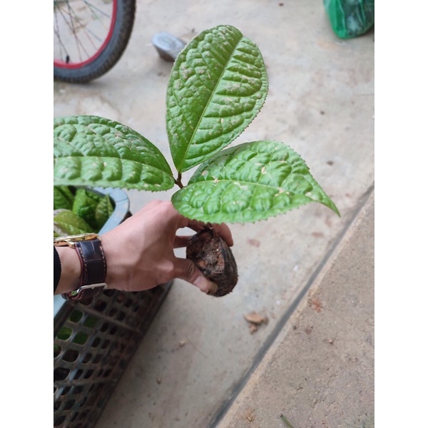 Trà hoa vàng hakoda Tam Đảo - cây giống ươm từ hạt