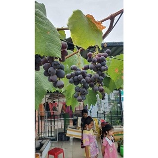 Cây Giống  Nho Kẹo.- (Giống Ghép siêu sớm)