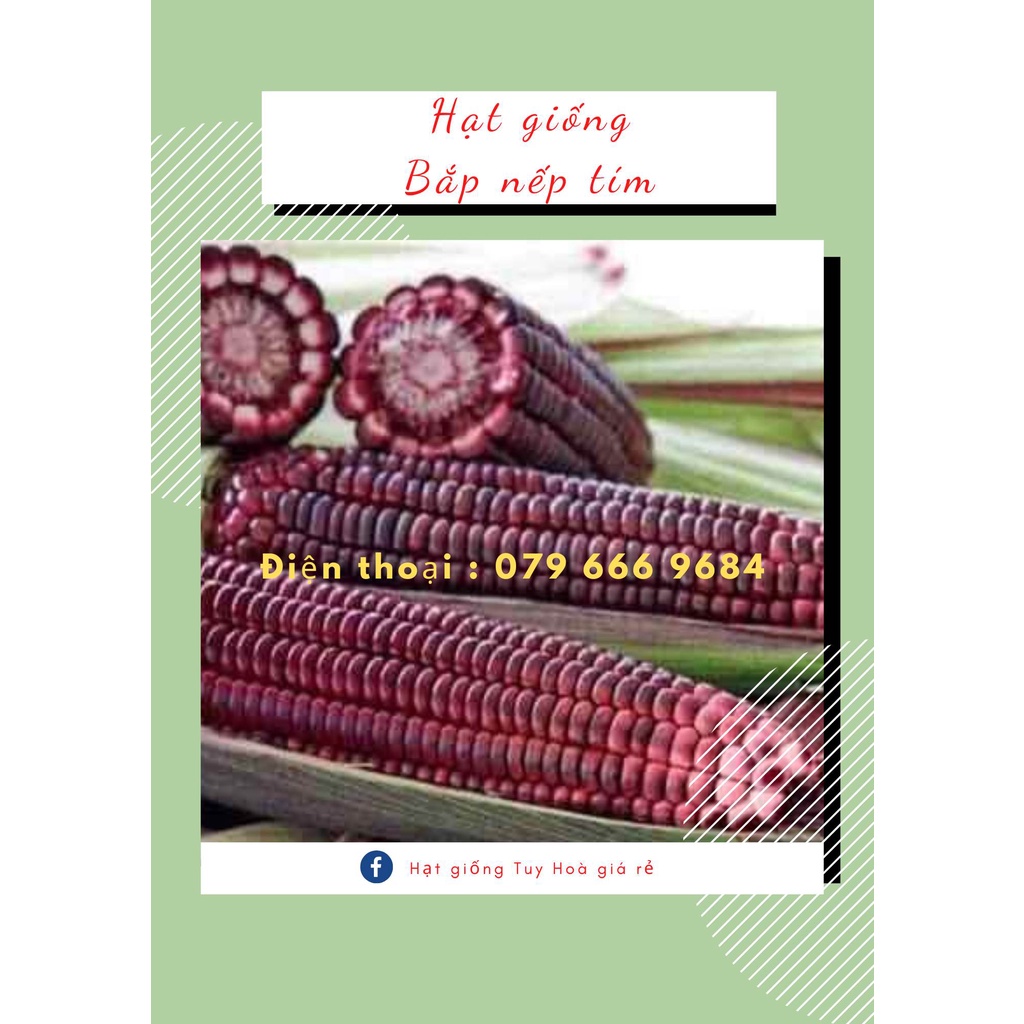 1 kg hạt giống bắp nếp tím lai F1 Fancy 111 siêu dẻo